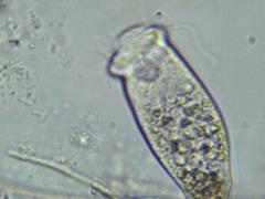 Sessilida