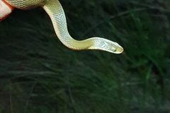 Lycodonomorphus rufulus