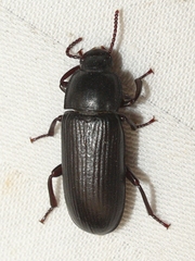 Neatus tenebrioides
