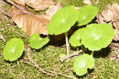 Umbilicus rupestris
