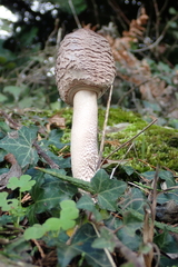 Macrolepiota