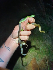 Lycodonomorphus rufulus