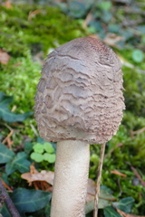 Macrolepiota