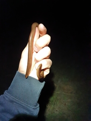 Afrotyphlops bibronii