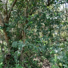 Erythroxylum emarginatum