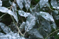 Golovinomyces cichoracearum