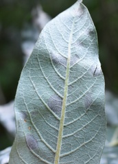 Golovinomyces cichoracearum
