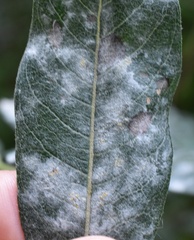 Golovinomyces cichoracearum