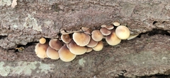 Hypholoma subviride