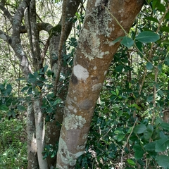 Erythroxylum emarginatum