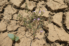 Lythrum flexuosum