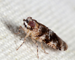Catonia cinctifrons