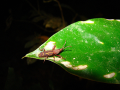 Brentinae