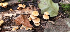 Hypholoma subviride