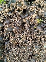 Peltigera elisabethae