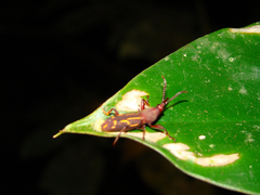 Brentinae