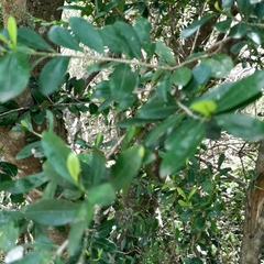 Erythroxylum emarginatum