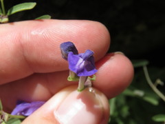 Scutellaria siphocampyloides