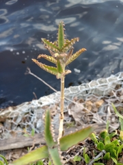 Kalanchoe daigremontiana