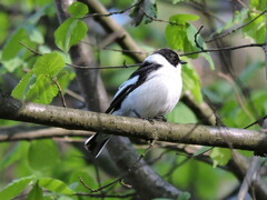Ficedula albicollis