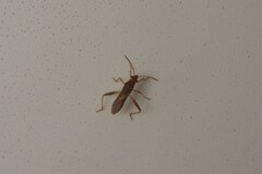 Burtinus notatipennis