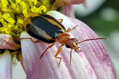 Lebia solea