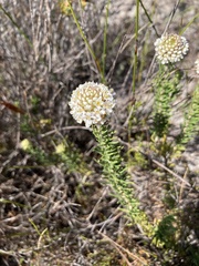 Microdon capitatus