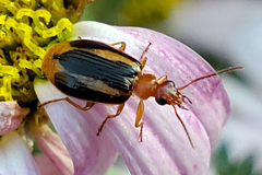Lebia solea