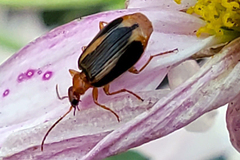 Lebia solea