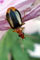Lebia solea