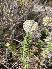 Microdon capitatus
