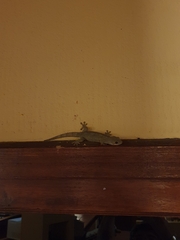 Homopholis walbergii