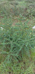 Adenocarpus complicatus
