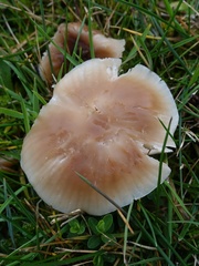 Cuphophyllus colemannianus