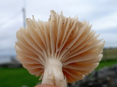 Cuphophyllus colemannianus