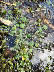 Limnobium laevigatum