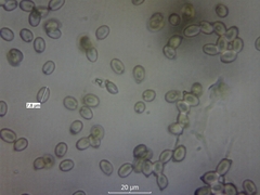 Cuphophyllus colemannianus