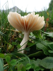 Cuphophyllus colemannianus