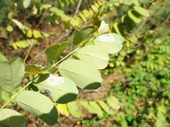 Macrosaccus robiniella