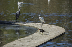 Egretta garzetta