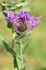 Centaurea nervosa