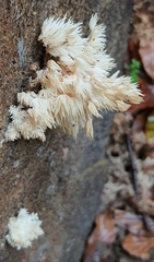 Hericium coralloides