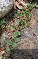 Veronica serpyllifolia