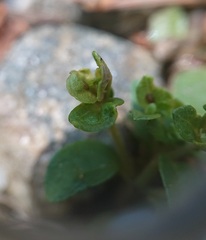 Veronica serpyllifolia