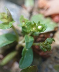 Veronica serpyllifolia