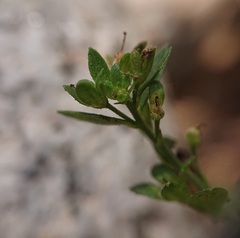 Veronica serpyllifolia
