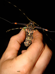 Acrocinus longimanus