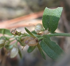 Veronica serpyllifolia