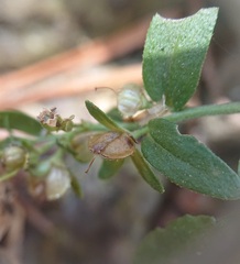 Veronica serpyllifolia