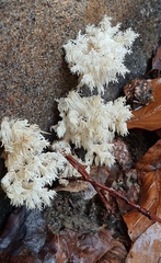 Hericium coralloides